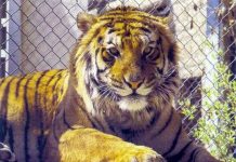 Điều tra nạn buôn bán hổ tại Việt Nam