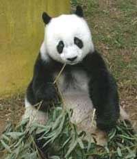 Gấu trúc TQ tròn 25 tuổi