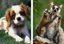 Động vật cũng biết tự chữa bệnh giống người