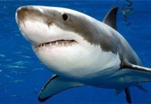 Những sự thật thú vị về cá mập khiến bạn kinh ngạc Những sự thật thú vị về cá mập khiến bạn kinh ngạc