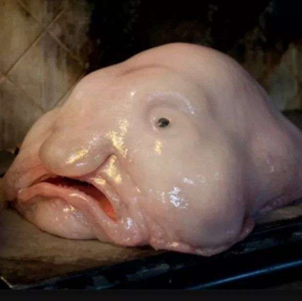 Loài cá được bình chọn là chuẩn mực của cái xấu