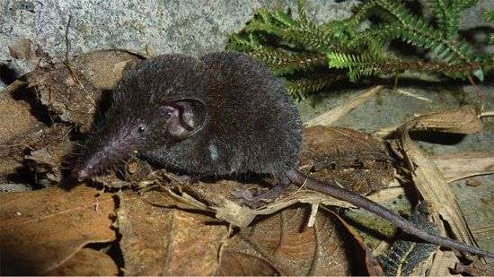 Phát hiện loài “chuột chù cây” mới ở Sa Pa