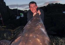 Tóm gọn "quái ngư" khổng lồ trên bờ biển