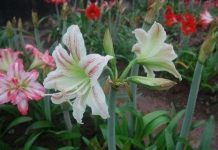 Dùng phương pháp lai hữu tính để tạo giống hoa lan huệ mới Dùng phương pháp lai hữu tính để tạo giống hoa lan huệ mới