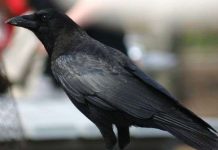 Phát hiện mới về trí thông minh của loài quạ