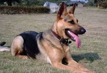 Thành viên ‘bí ẩn’ trong chiến dịch tiêu diệt Bin Laden Thành viên 'bí ẩn' trong chiến dịch tiêu diệt Bin Laden