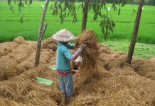 Công nghệ xử lý rơm rạ thành phân hữu cơ