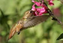 Trí nhớ kỳ lạ của chim ruồi