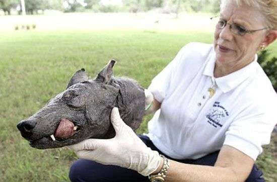 Truyền thuyết về quái thú hút máu