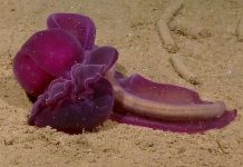 Phát hiện một số loài giun mới ở đại dương