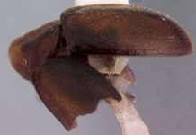 Phát hiện loài bọ rùa "không đầu"