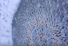 Mỹ: Phát hiện hình tròn kỳ dị trên hồ băng