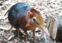 Phát hiện chuột có vòi như voi