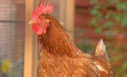 Gà mái đột nhiên chuyển giới