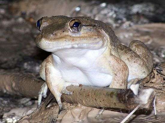 Phát hiện ếch có răng nanh ở Indonesia