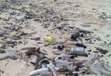 Hàng ngàn hải sâm dạt vào bờ, nguy cơ gì? Hàng ngàn hải sâm dạt vào bờ, nguy cơ gì?