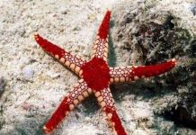 Nghiên cứu tác động của tiếng ồn với sinh vật biển