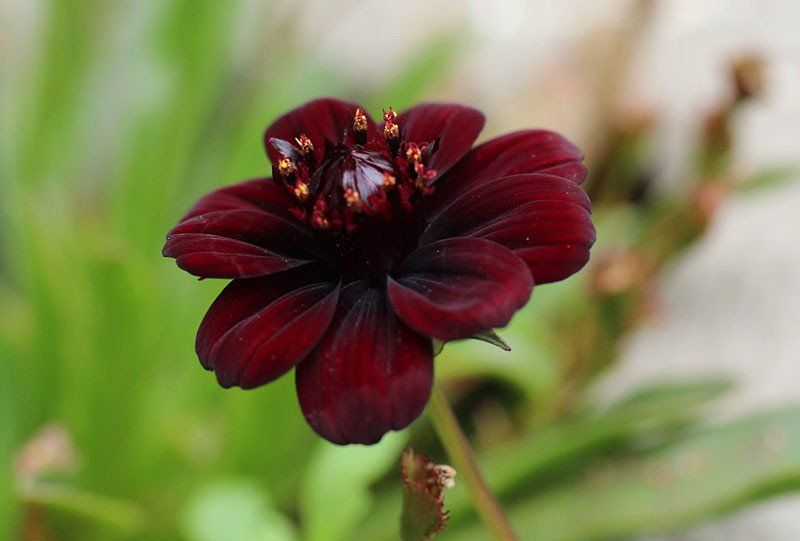 Chiêm ngưỡng vẻ đẹp của loài hoa đã tuyệt chủng ở môi trường tự nhiên