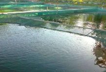 Cách chống rét cho cá giống, tôm giống