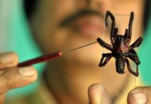 Nhện cực độc cắn chết người
