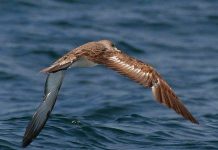 Khứu giác giúp chim định hướng khi bay trên biển Khứu giác giúp chim định hướng khi bay trên biển