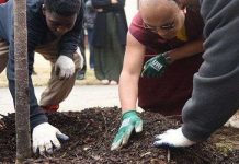 Công bố gây tranh cãi: Trồng cây có thể khiến các thành phố ô nhiễm hơn?