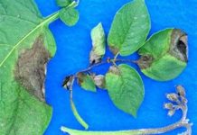 Bệnh rụng lá khoai tây tái xuất hiện ở Mỹ