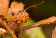 Những bà mẹ trinh nữ trong thế giới tự nhiên