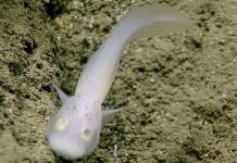 "Cá ma" ở rãnh đại dương sâu nhất thế giới