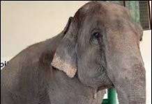 Voi thụ tinh nhân tạo đã hạ sinh