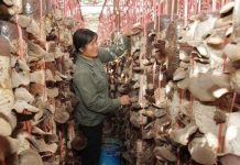 Ứng dụng công nghệ di động giúp tăng 30% năng suất trồng nấm