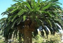 Cây tuế cô đơn nhất thế giới