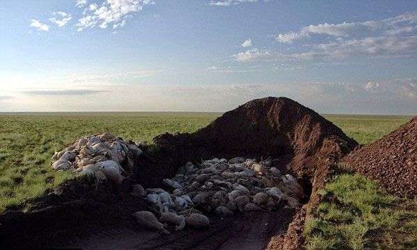 Tìm ra thủ phạm khiến 200.000 con linh dương Saiga chết trong một tháng