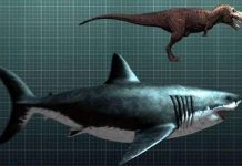 10 động vật khiến con người tuyệt chủng nếu hồi sinh 10 động vật khiến con người tuyệt chủng nếu hồi sinh