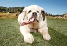 Chú chó có lưỡi dài “miên man”, lập kỷ lục thế giới Chú chó có lưỡi dài "miên man", lập kỷ lục thế giới