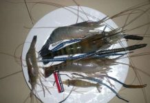 Sử dụng chế phẩm sinh học nuôi tôm càng xanh