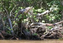 Phát hiện mới: Cá sấu biết leo cây Phát hiện mới: Cá sấu biết leo cây