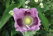 Cây Anh túc Cây Anh túc