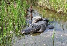 Cá sấu châu Mỹ “đại chiến” trăn Miến Điện