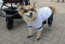 Nhật đối phó nạn chó đi bậy bằng bản đồ trực tuyến