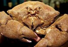 Bắt được cua “ăn thịt người” Bắt được cua "ăn thịt người"