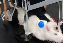 Gặp gỡ RatCar, một xe Robot Nhật Bản kiểm soát bởi não bộ của chuột