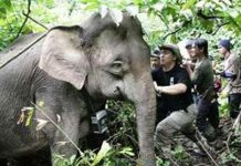 Voi lùn đang bị đe dọa Voi lùn đang bị đe dọa