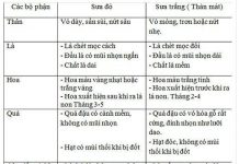 Phân biệt sưa đỏ tiền tỷ và sưa trắng có chất độc Phân biệt sưa đỏ tiền tỷ và sưa trắng có chất độc