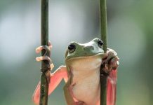 Costa Rica phát hiện loài ếch được cho là đã tuyệt chủng