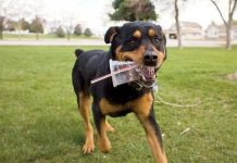 Chó nhà được hình thành nhờ các "bãi rác"