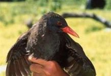 Loài chim không biết bay ở Philipines