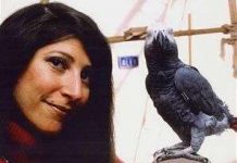 Con vẹt “phục vụ” ngành khoa học suốt 30 năm đã qua đời