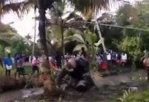 Voi sát nhân kẹt dưới hố bùn sau khi trốn khỏi xe tải