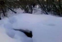 Quay được hình ảnh Người tuyết ở Nga Quay được hình ảnh Người tuyết ở Nga